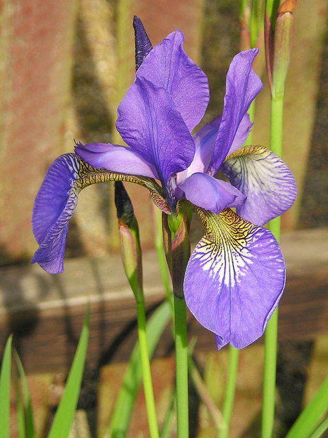 Iris versicolore