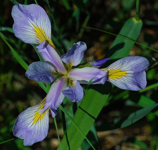 Iris de virginie