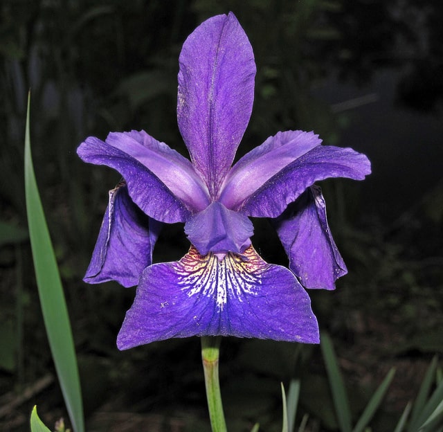 Iris de virginie