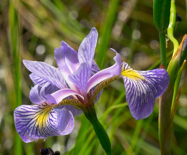 Iris de virginie