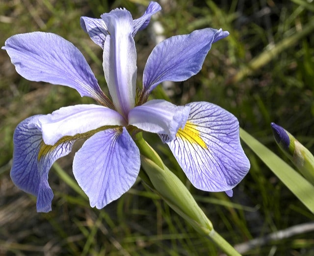 Iris de virginie
