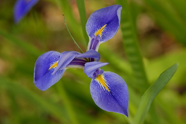 Iris de virginie