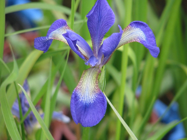 Iris wilsonii