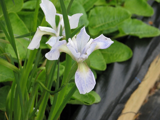 Iris wilsonii