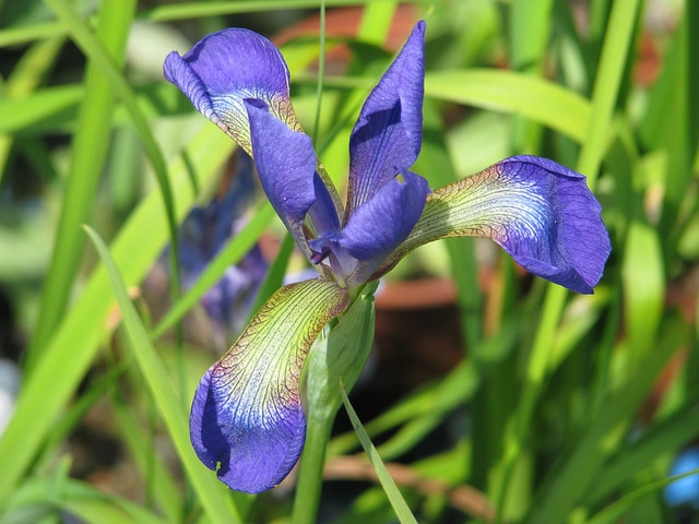 Iris wilsonii (Iris wilsonii)