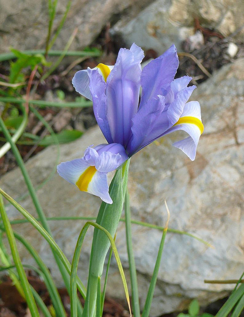 Iris à feuilles en glaive