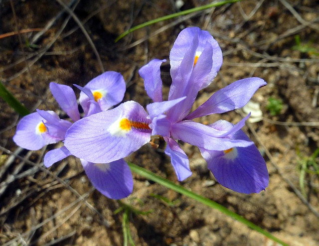 Iris à feuilles en glaive