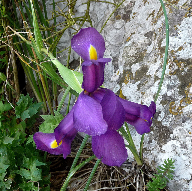 Iris à feuilles en glaive