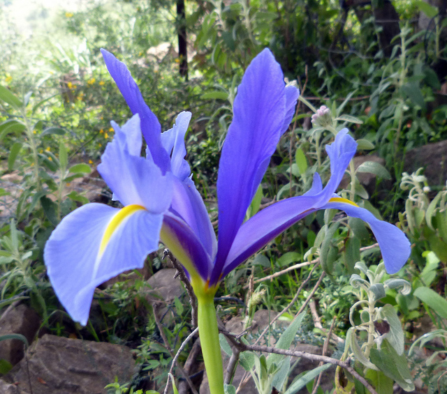 Iris à feuilles en glaive