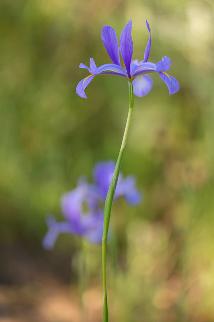 Iris à feuilles en glaive