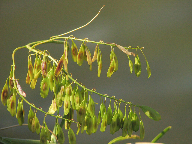 Pastel des teinturiers (Isatis tinctoria)