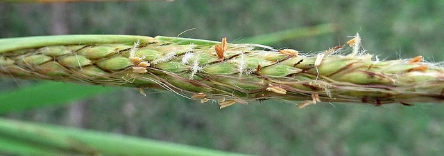 Ischaemum byrone