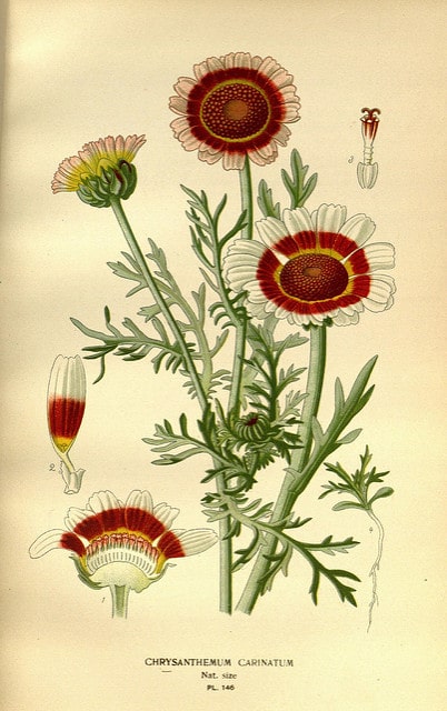 Chrysanthème tricolore (Ismelia carinata)