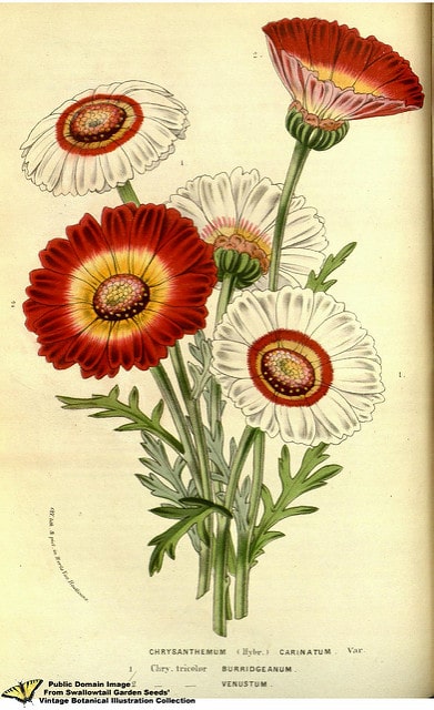Chrysanthème tricolore