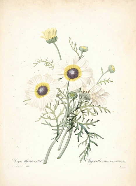 Chrysanthème tricolore