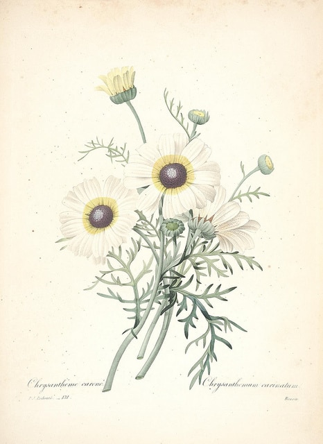 Chrysanthème tricolore