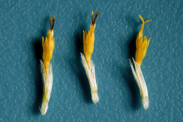 Isocoma pluriflora