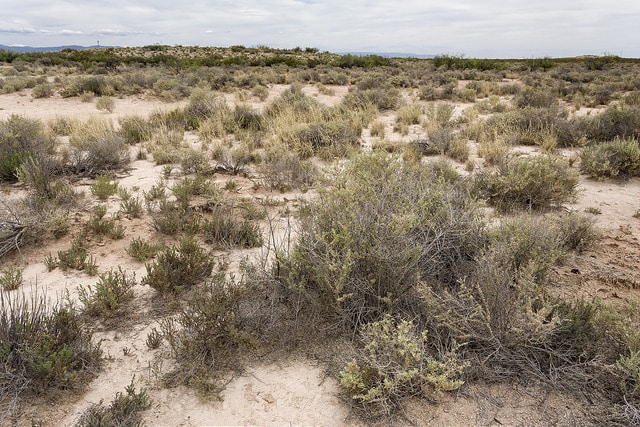 Isocoma pluriflora