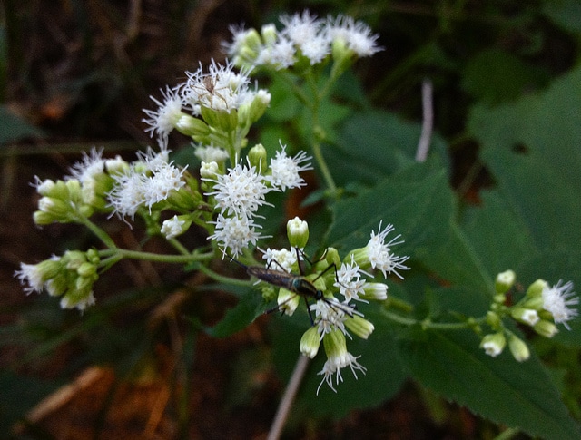 Isocoma pluriflora