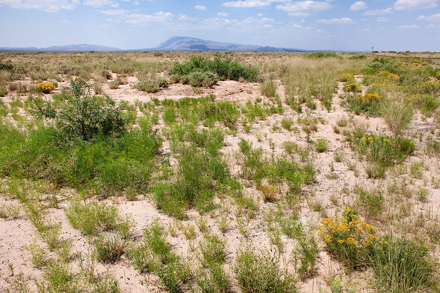 Isocoma pluriflora (Isocoma pluriflora)
