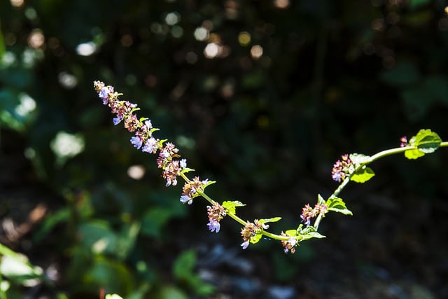 Isodon inflexus (Isodon inflexus)