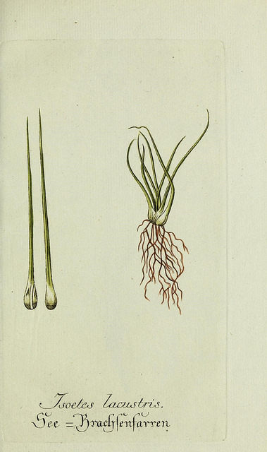 Isoète des lacs (Isoetes lacustris)