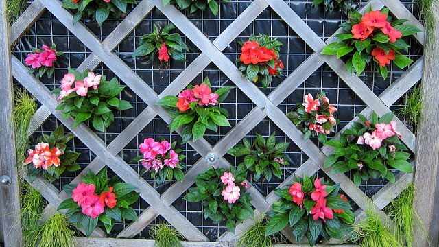 Scirpe incliné (Isolepis cernua)