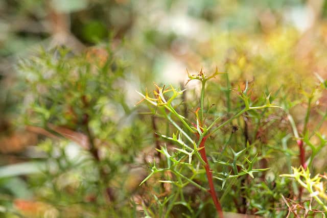 Isopogon ceratophyllus