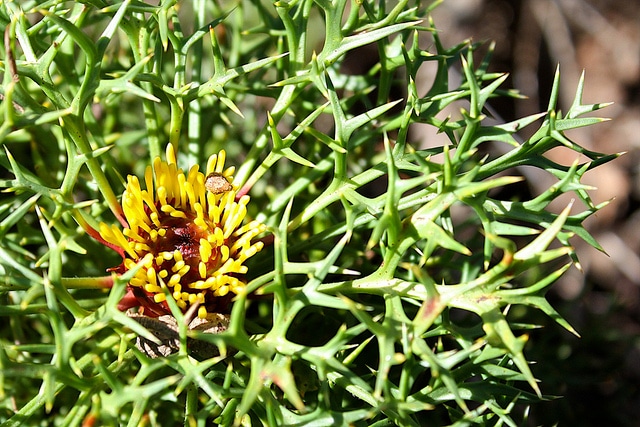 Isopogon ceratophyllus