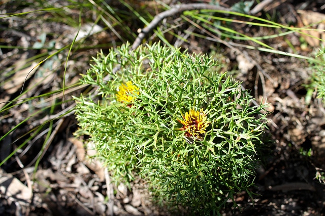 Isopogon ceratophyllus