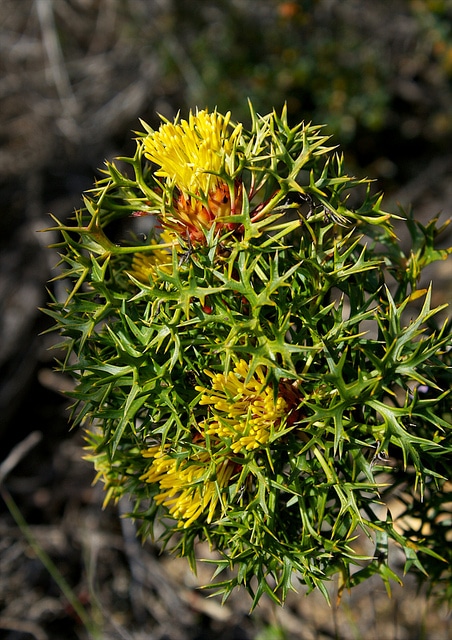 Isopogon ceratophyllus