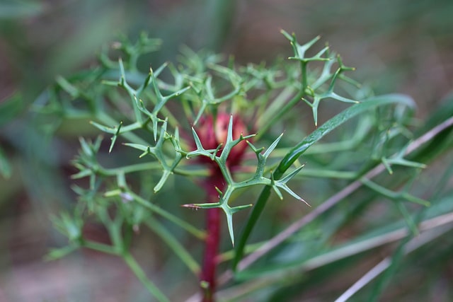 Isopogon ceratophyllus