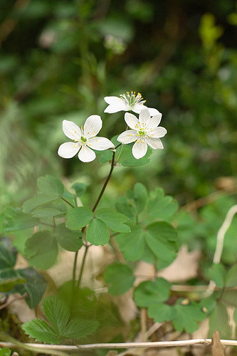 Isopyre faux pigamon (Isopyrum thalictroides)