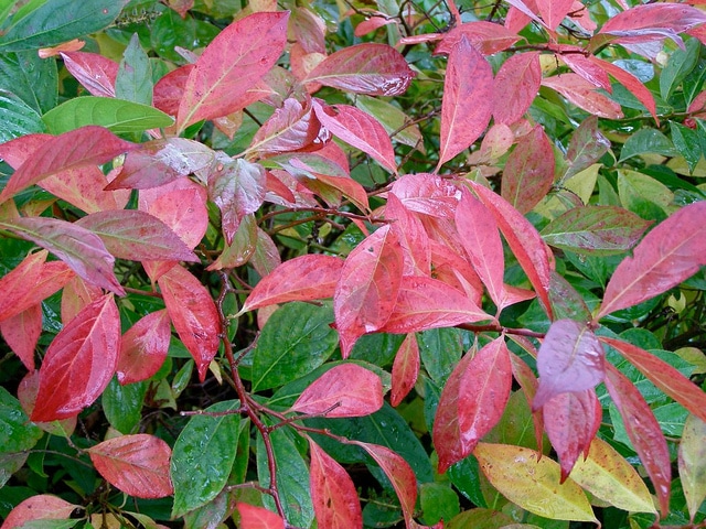 Itéa de virginie (Itea virginica)