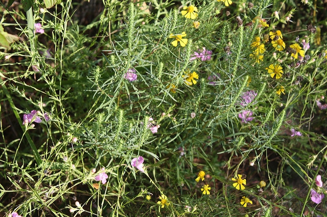 Iva angustifolia