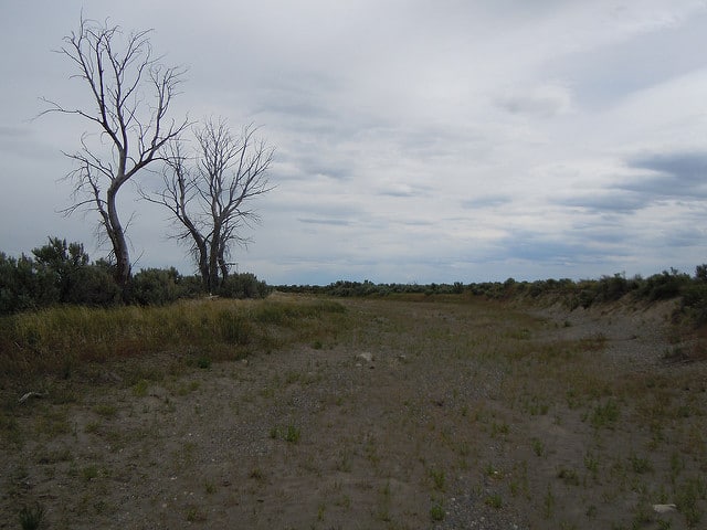 Iva angustifolia (Iva angustifolia)