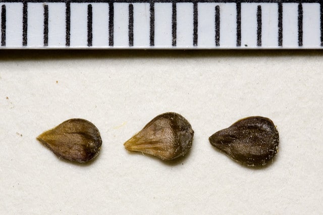 Iva annua