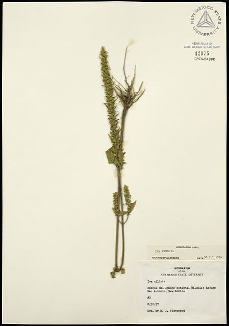 Iva annua