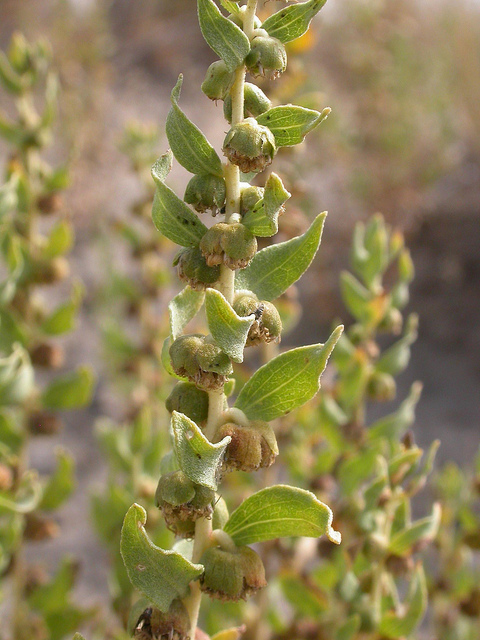 Iva axillaris (Iva axillaris)