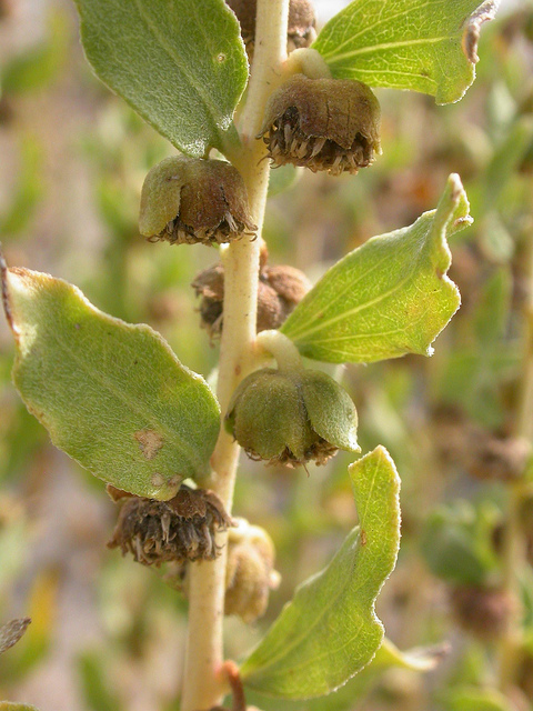 Iva axillaris