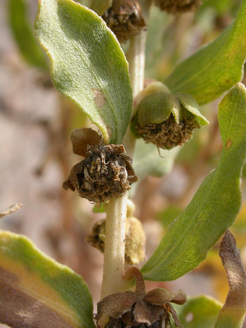 Iva axillaris