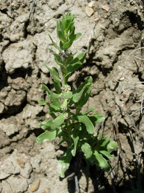 Iva axillaris