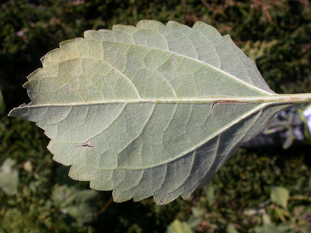 Ive à feuilles de lampourde