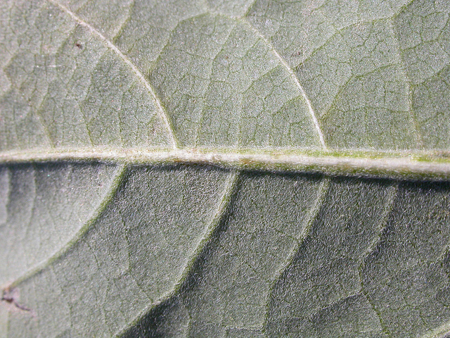 Ive à feuilles de lampourde (Iva xanthifolia)
