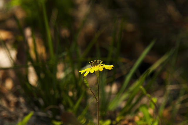 Ixeris chinensis