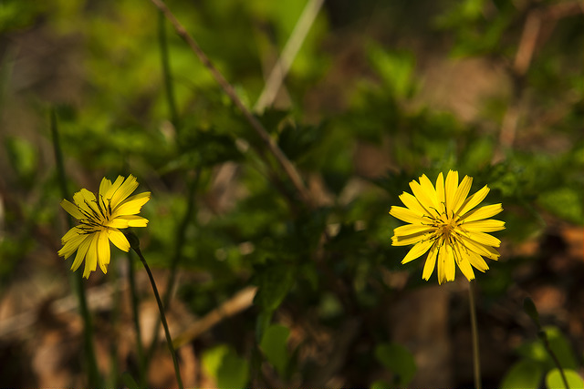 Ixeris chinensis