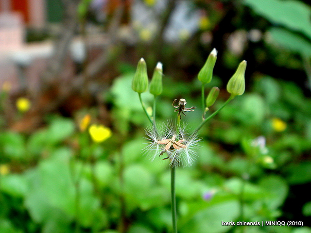 Ixeris chinensis