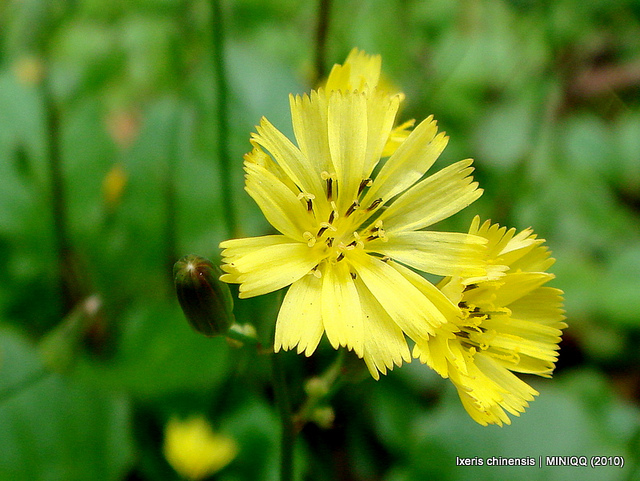 Ixeris chinensis