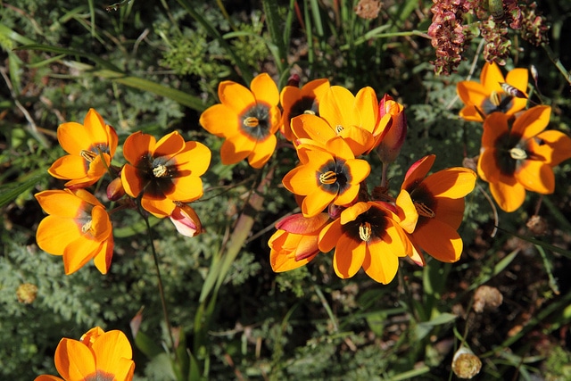 Ixia maculata