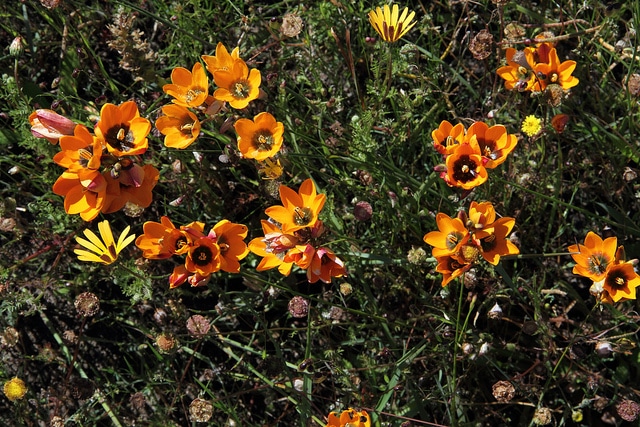 Ixia maculata